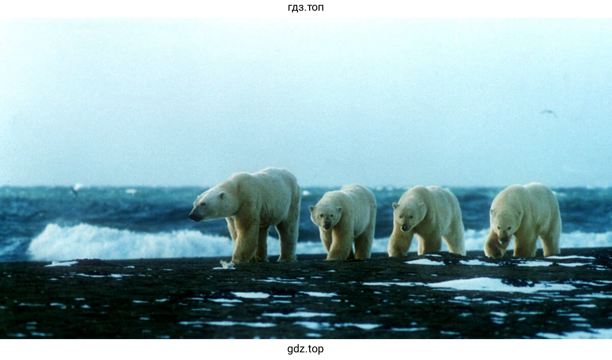 Wrangel Island Nature Reserve