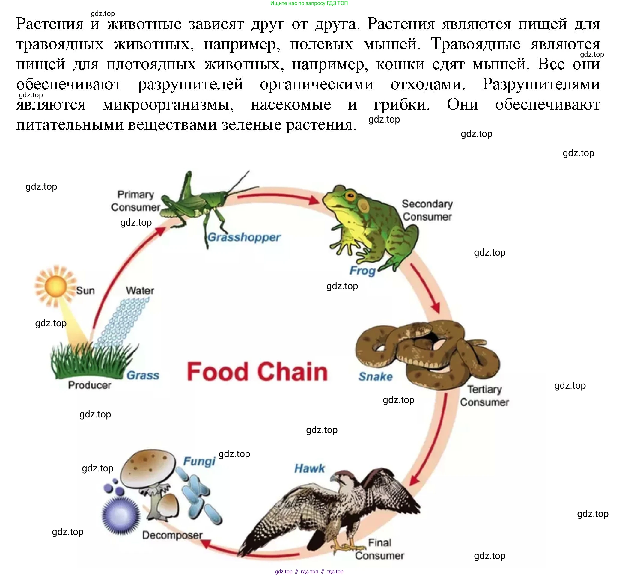 Английский язык (english), 7 класс Учебник (Student's book), авторы: Ваулина Юлия Евгеньевна (Vaulina Julia), Дули Дженни (Dooley Jenny), Подоляко Ольга Евгеньевна (Podolyako Olga), Эванс Вирджиния (Evans Virginia), издательство Просвещение, Москва, 2023, красного цвета, страница 83, номер 5, Решение 2023-2027 (продолжение 2)