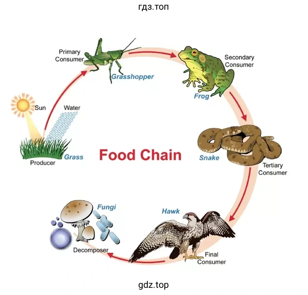 Food Chain