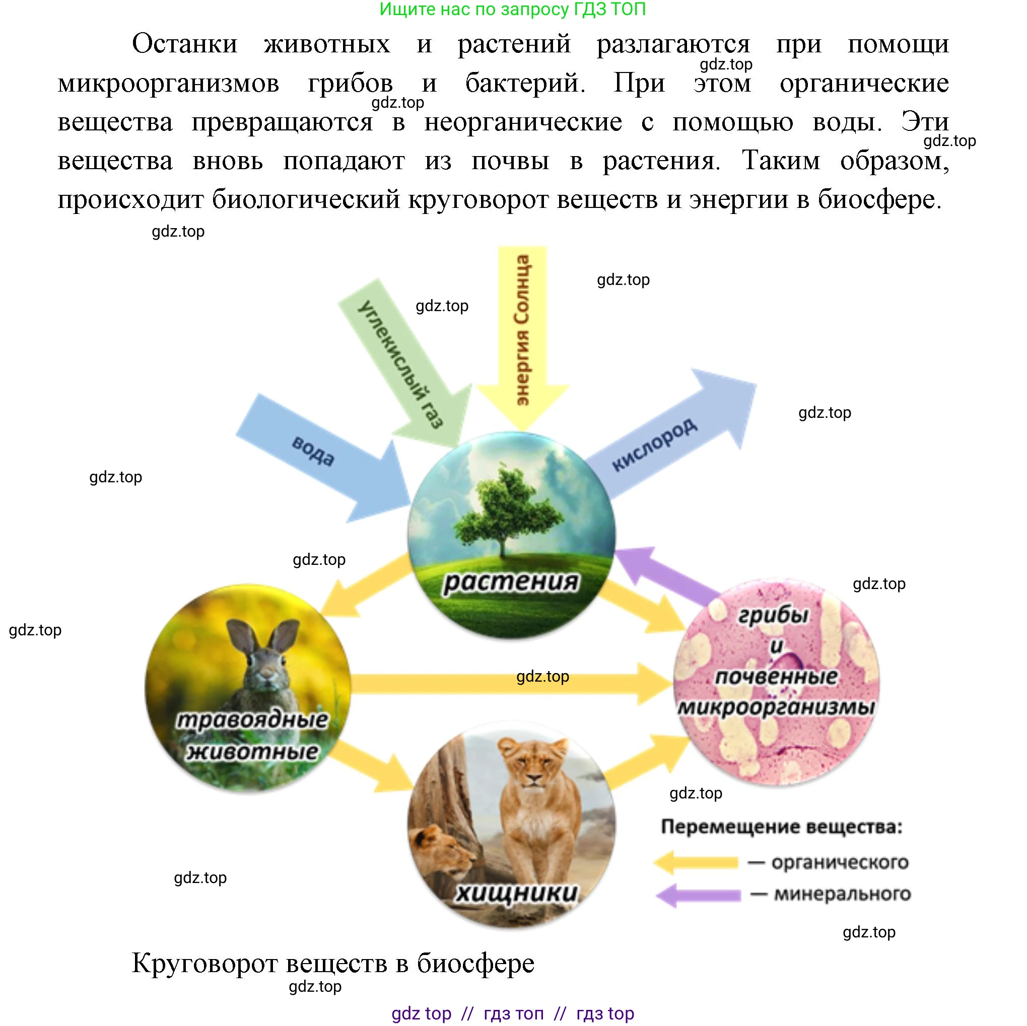 География, 5-6 класс Учебник, авторы: Алексеев Александр Иванович, Николина Вера Викторовна, Липкина Елена Карловна, Болысов Сергей Иванович, Кузнецова Галина Юрьевна, издательство Просвещение, Москва, 2023, жёлтого цвета, страница 162, номер 1, Решение2 (продолжение 3)