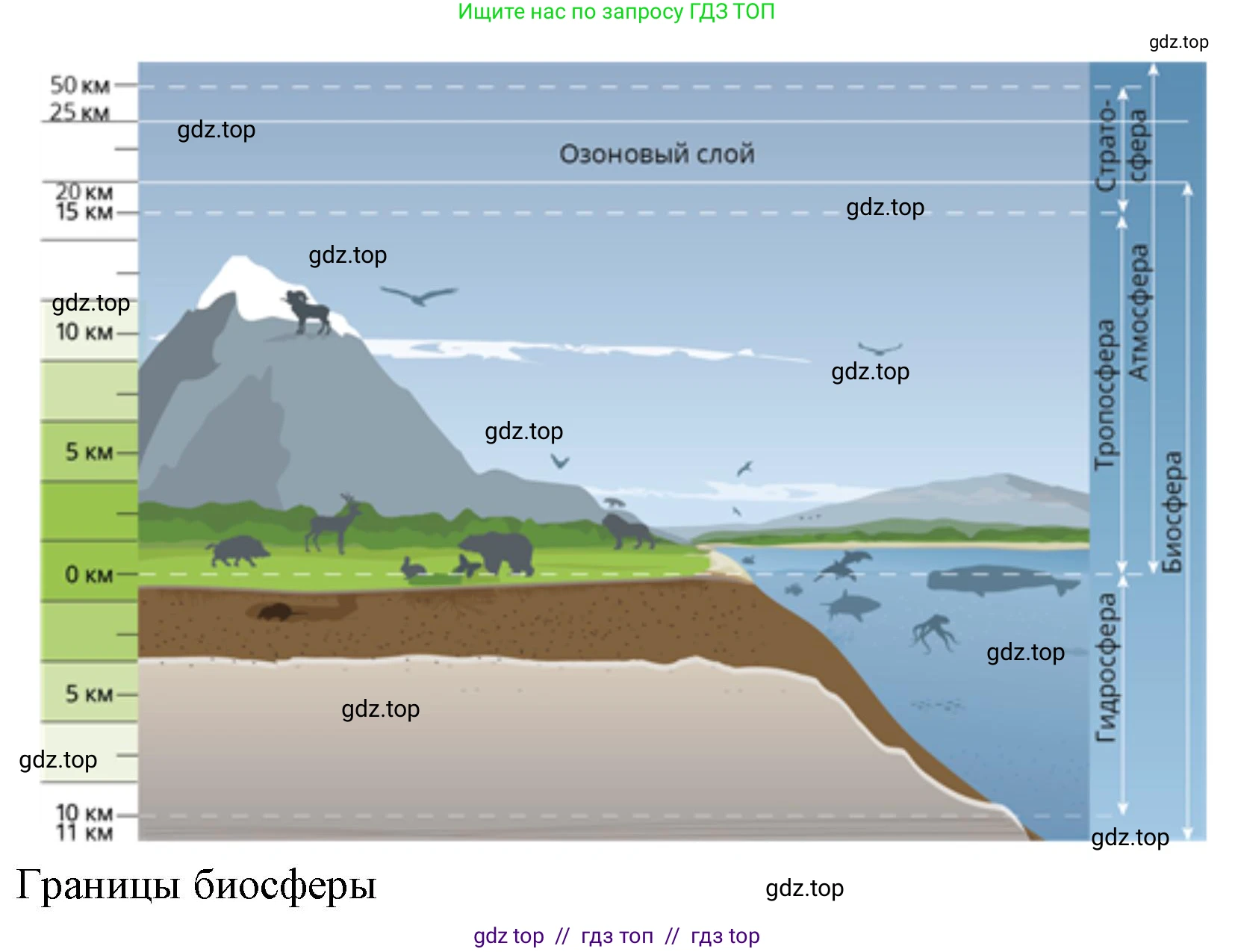 География, 5-6 класс Проверочные работы, авторы: Бондарева Мария Владимировна, Шидловский Игорь Михайлович, издательство Просвещение, Москва, 2023, жёлтого цвета, страница 47, номер 10, Решение 2 (продолжение 3)