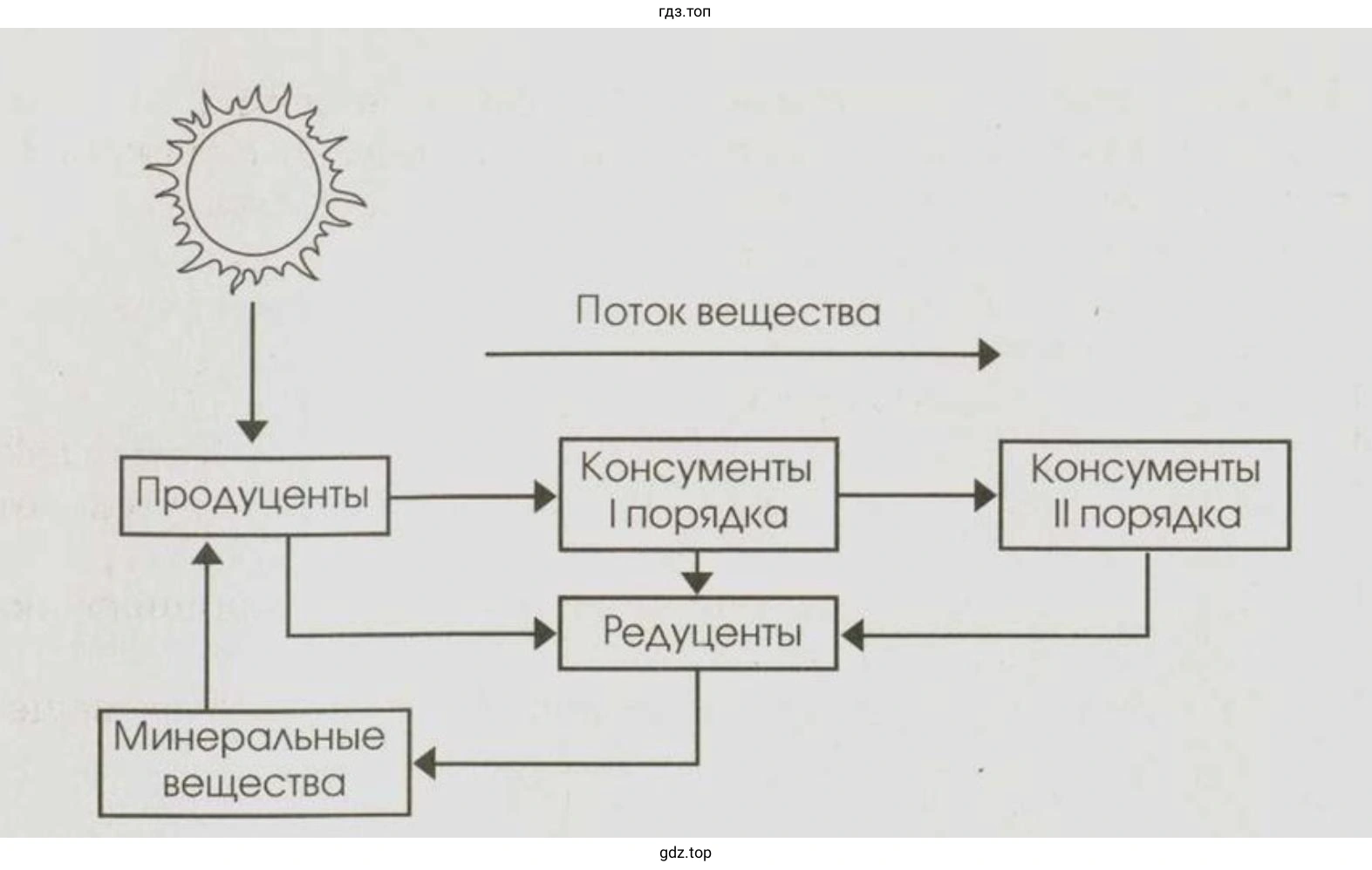 Начертите по памяти схему биологического круговорота
