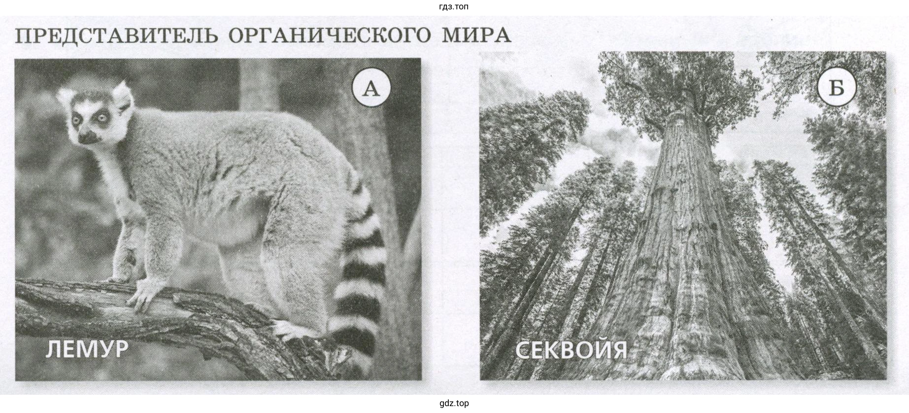 Представитель органического мира