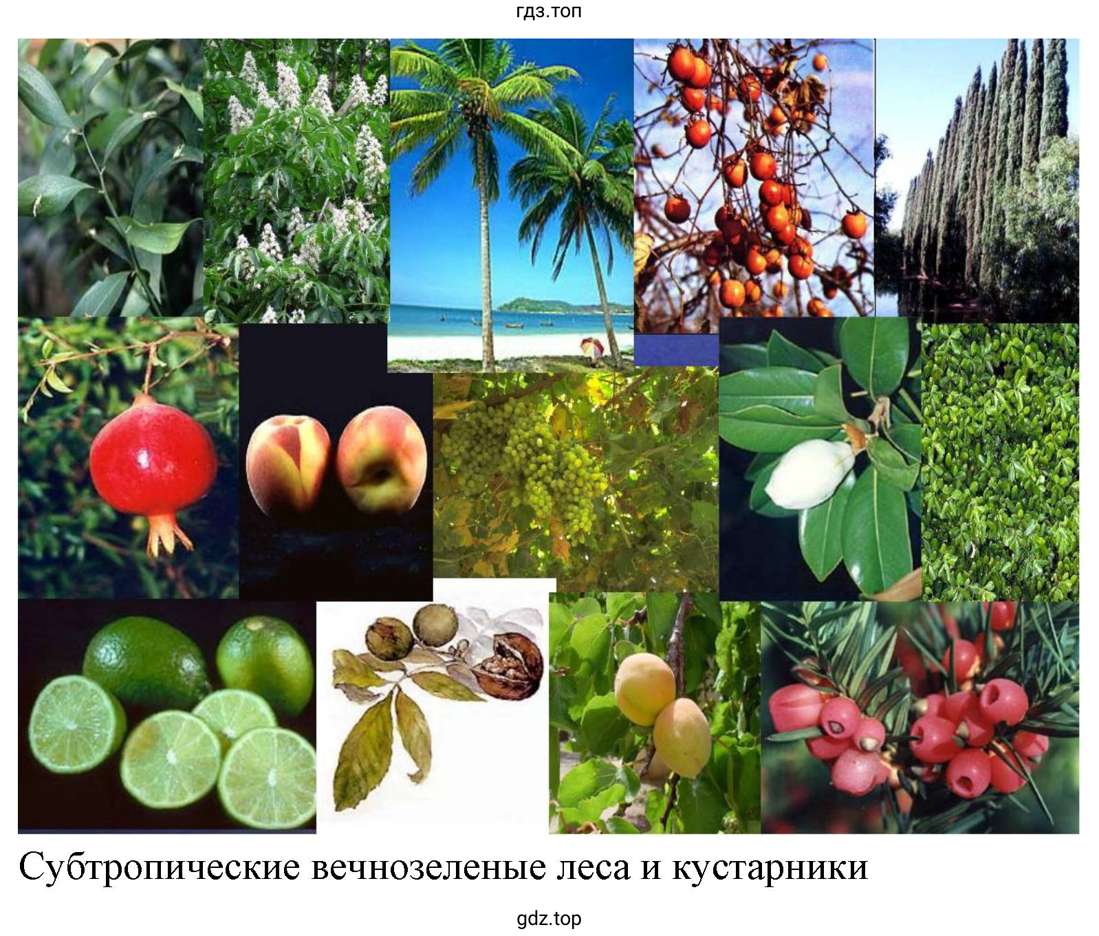 Рисунок 4. Пустыни и полупустыни