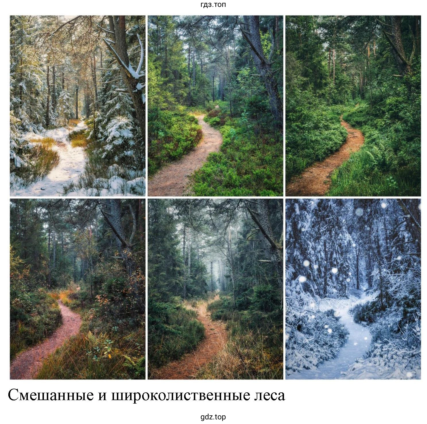 Рисунок 5. Субтропические вечнозеленые леса и кустарники