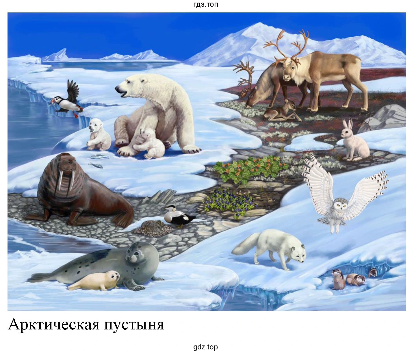 Рисунок 9 Арктическая пустыня