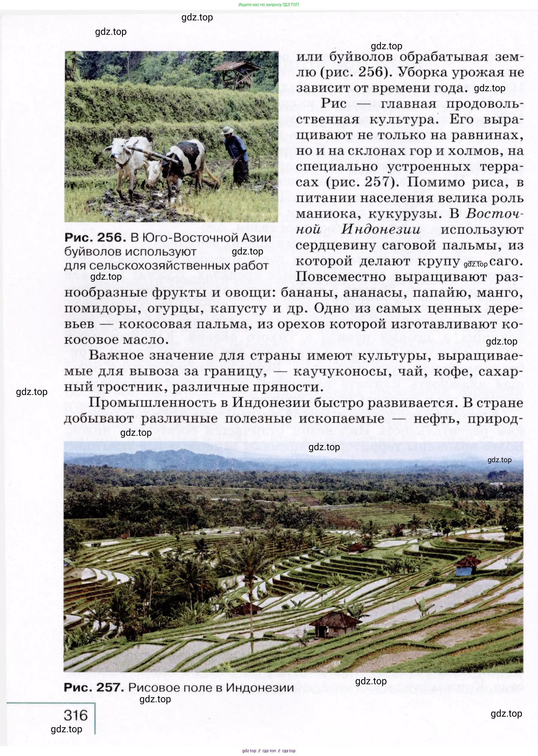 География, 7 класс Учебник, авторы: Коринская Валентина Александровна, Душина Ираида Владимировна, Щенев Владимир Андреевич, издательство Просвещение, Москва, 2022, зелёного цвета, страница 316