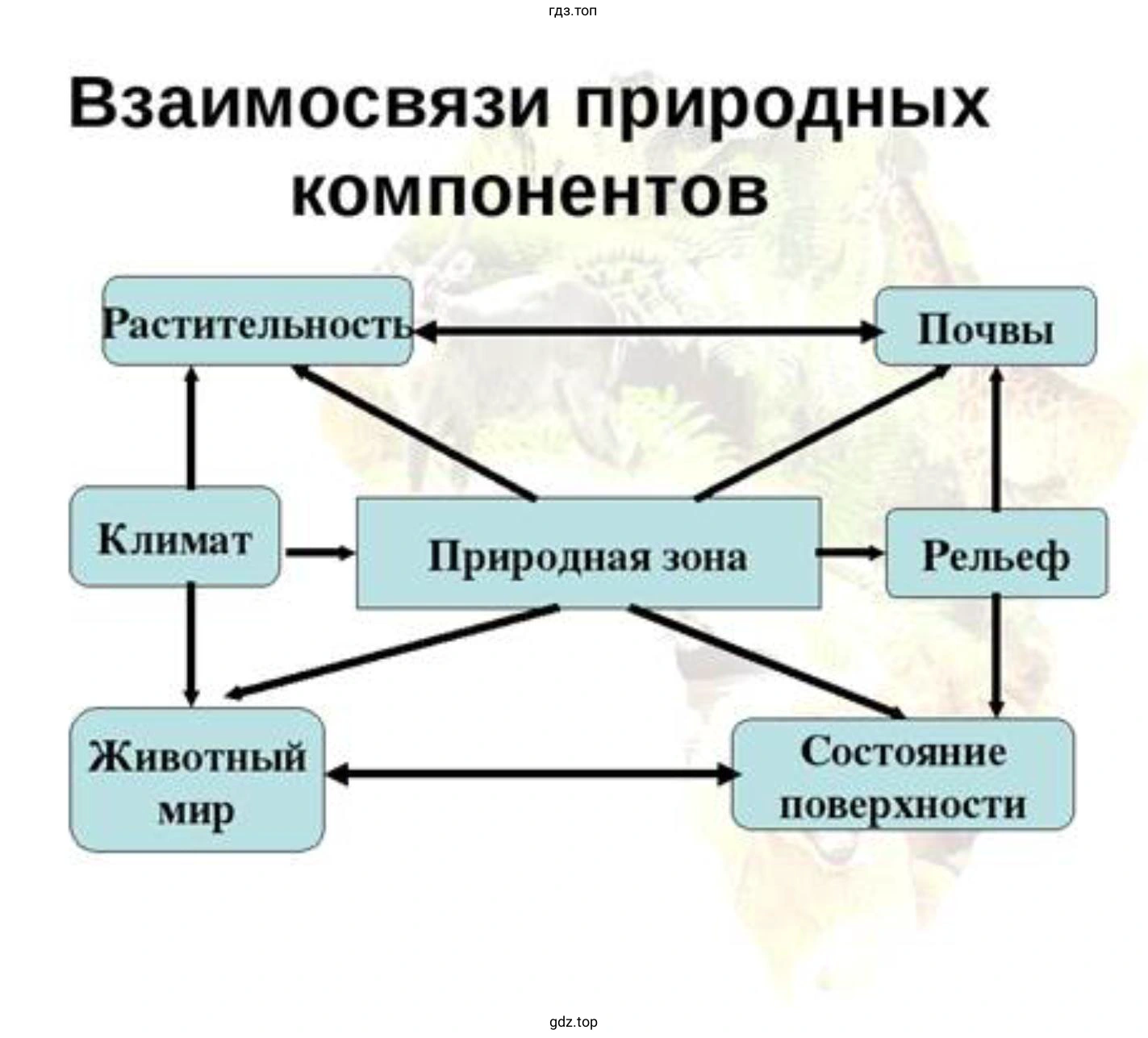 Взаимосвязи между компонентами природы в разных природных зонах