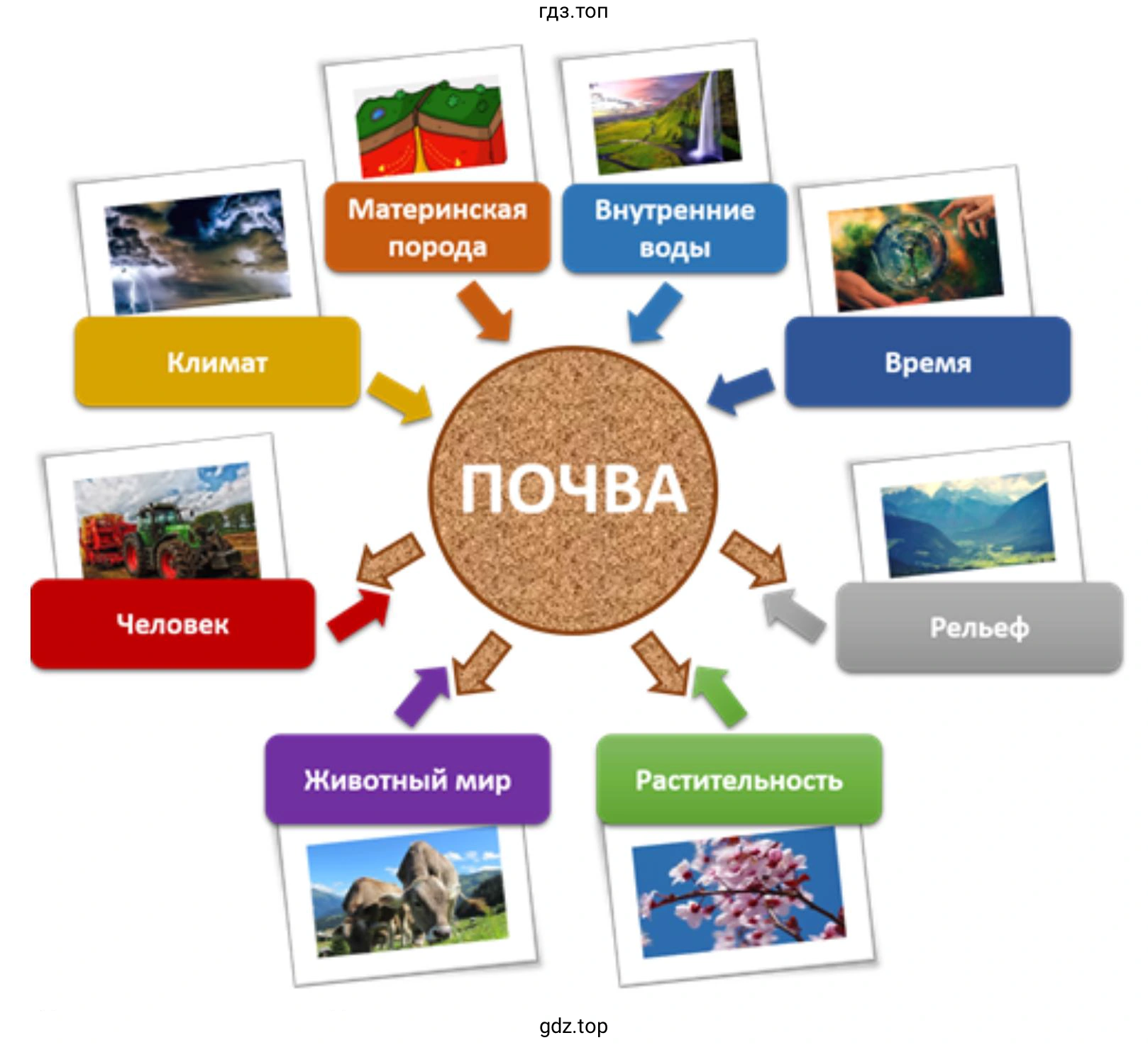 Схема. Факторы почвообразования