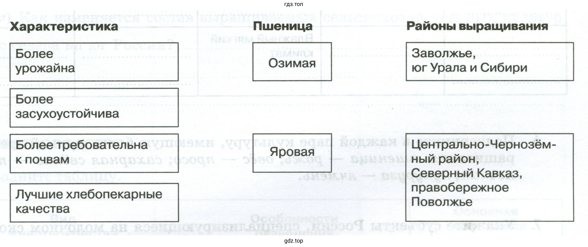 Схема соответствий между основными видами пшеницы, их характеристиками и районами выращивания