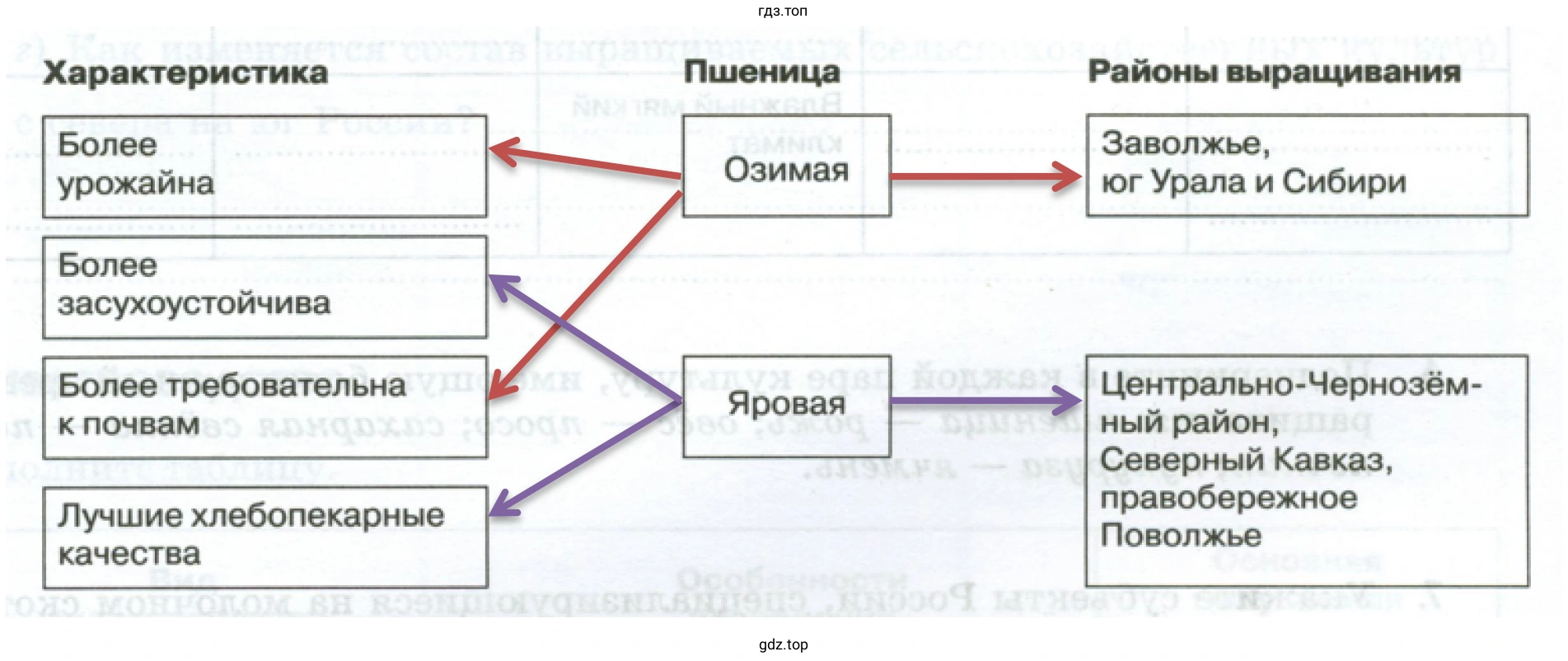 Схема соответствий между основными видами пшеницы, их характеристиками и районами выращивания