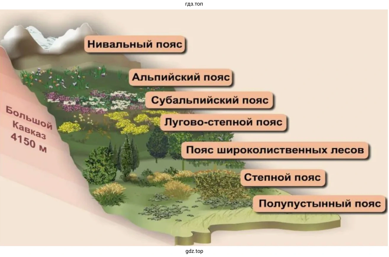 Схема высотной поясности Большого Кавказа.
