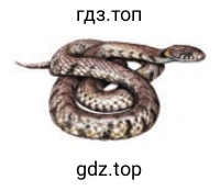 Змея