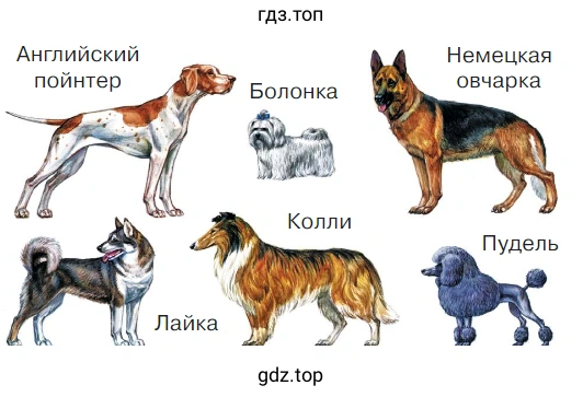 Собаки