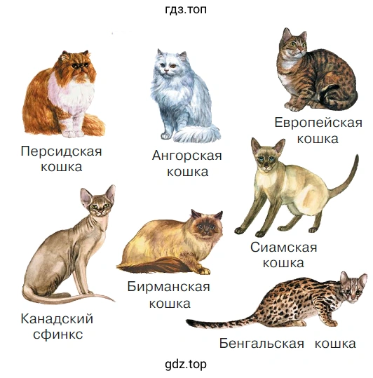 Кошки 