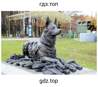 Собаки-санитары