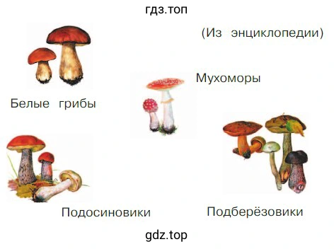 Рисунок. Грибы