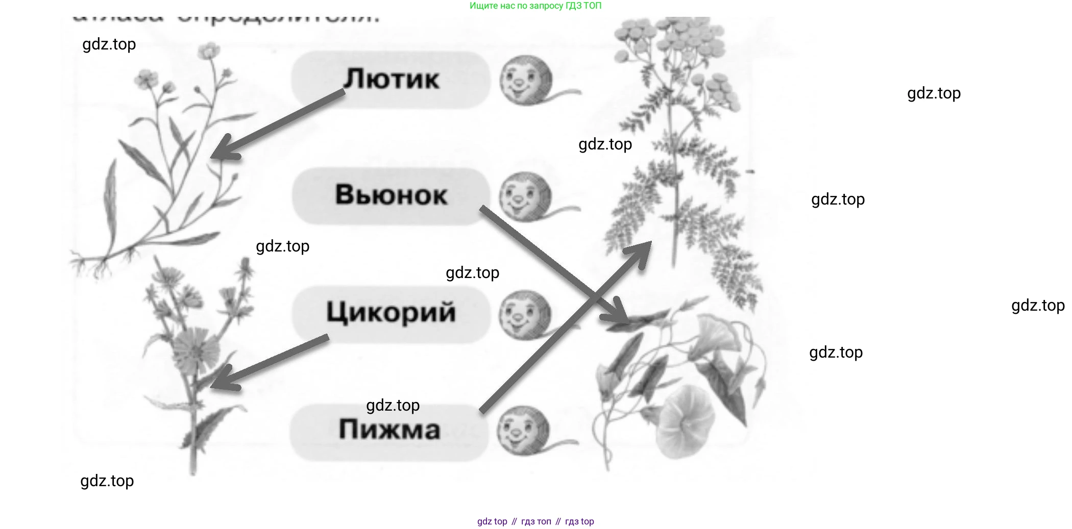 ГДЗ Окружающий мир, 1 класс рабочая тетрадь, авторы: Плешаков Андрей Анатольевич, Новицкая Марина Юрьевна, издательство Просвещение, Москва, 2023, белого цвета, Часть 1, страница 31, номер 3, Решение (продолжение 2)