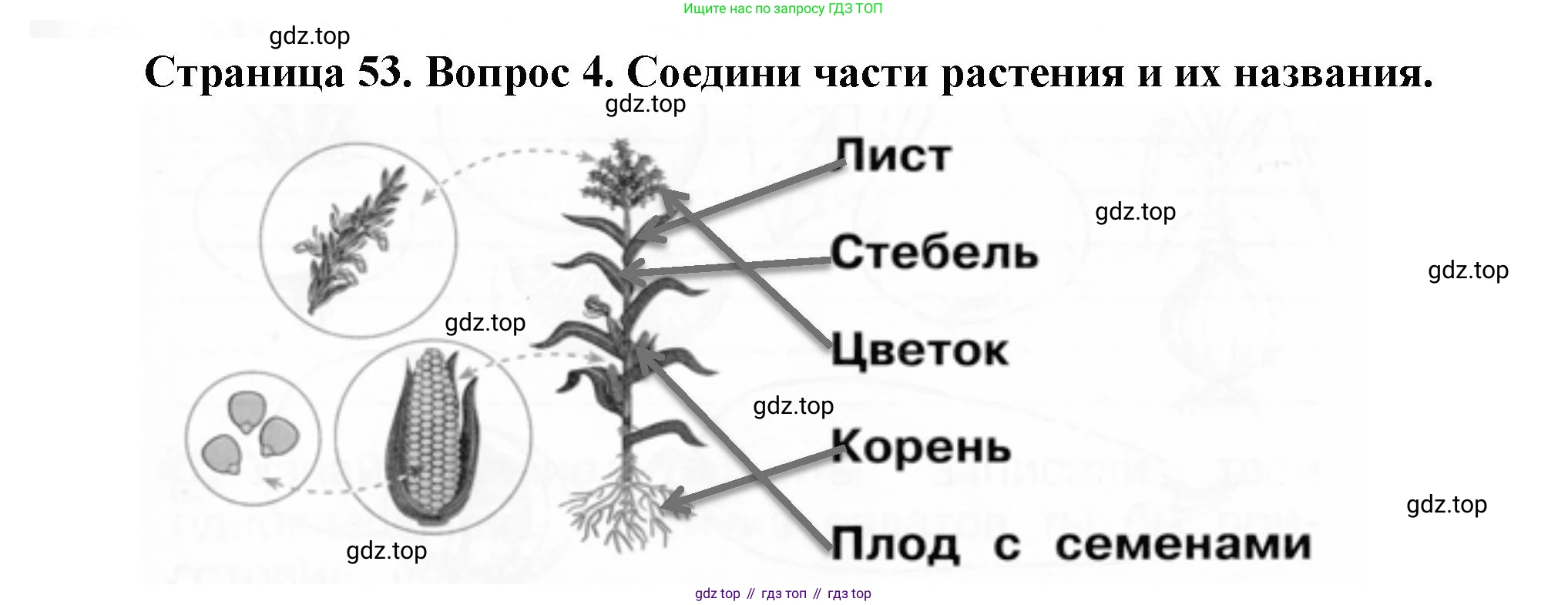 ГДЗ Окружающий мир, 1 класс рабочая тетрадь, авторы: Плешаков Андрей Анатольевич, Новицкая Марина Юрьевна, издательство Просвещение, Москва, 2023, белого цвета, Часть 1, страница 53, номер 4, Решение