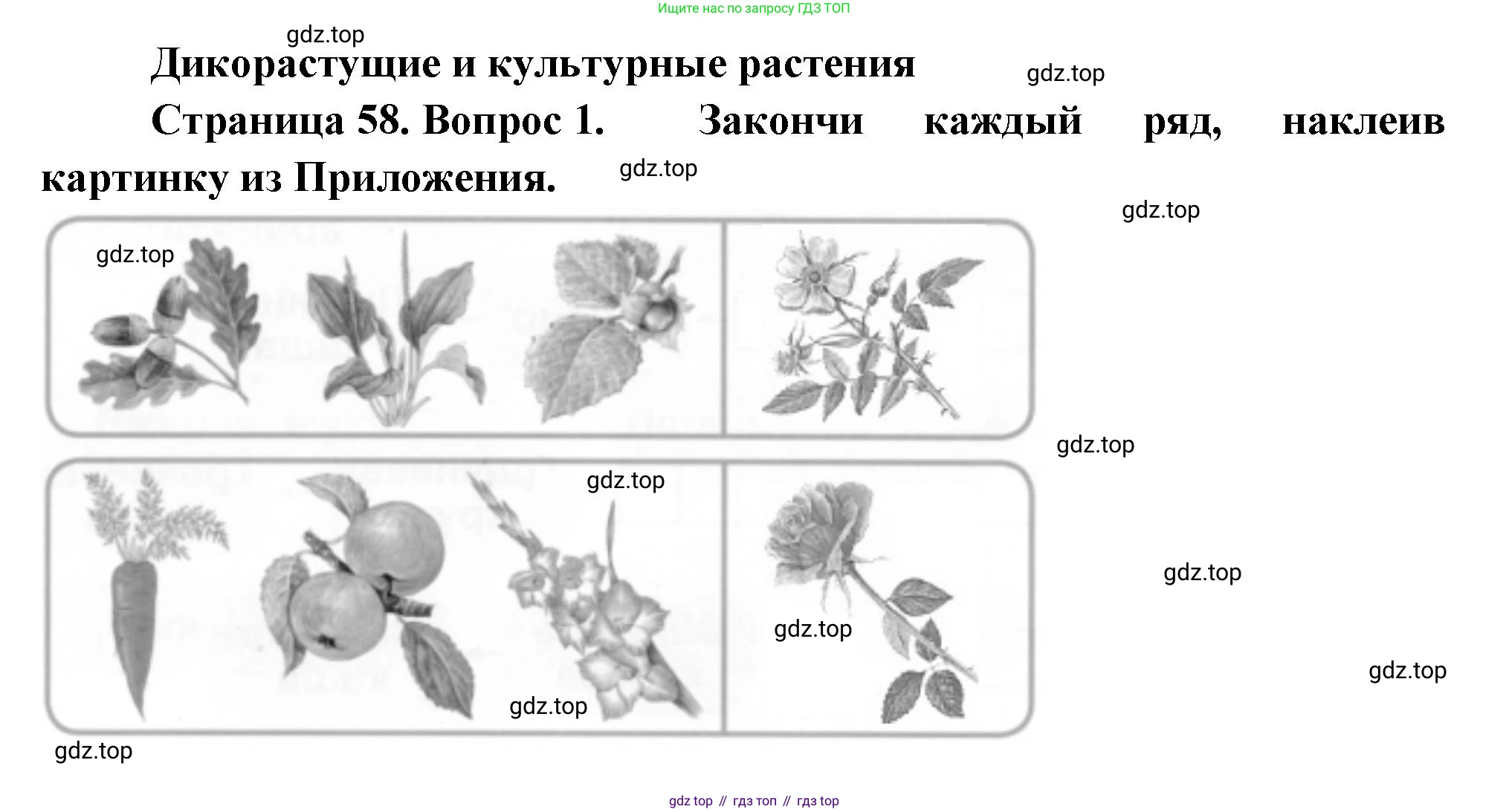 ГДЗ Окружающий мир, 1 класс рабочая тетрадь, авторы: Плешаков Андрей Анатольевич, Новицкая Марина Юрьевна, издательство Просвещение, Москва, 2023, белого цвета, Часть 1, страница 58, номер 1, Решение
