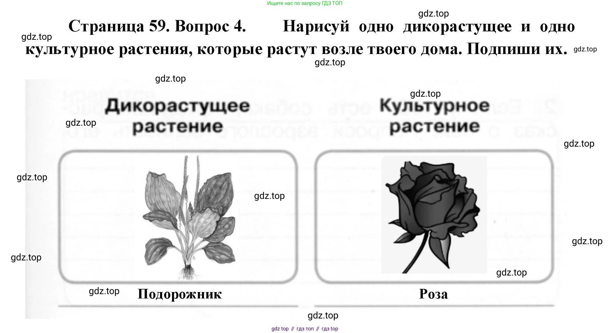 ГДЗ Окружающий мир, 1 класс рабочая тетрадь, авторы: Плешаков Андрей Анатольевич, Новицкая Марина Юрьевна, издательство Просвещение, Москва, 2023, белого цвета, Часть 1, страница 59, номер 4, Решение