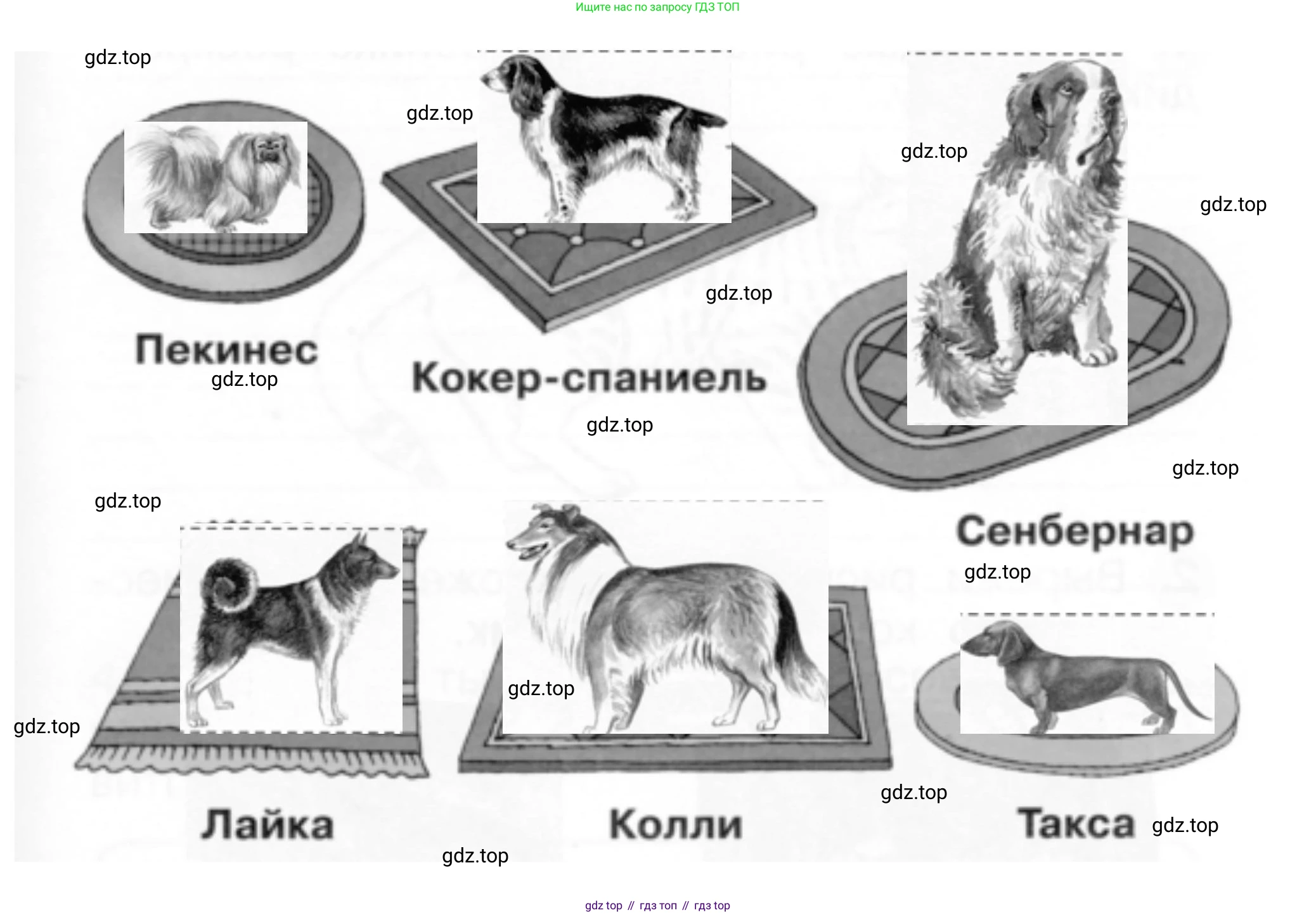 ГДЗ Окружающий мир, 1 класс рабочая тетрадь, авторы: Плешаков Андрей Анатольевич, Новицкая Марина Юрьевна, издательство Просвещение, Москва, 2023, белого цвета, Часть 1, страница 61, номер 3, Решение (продолжение 2)