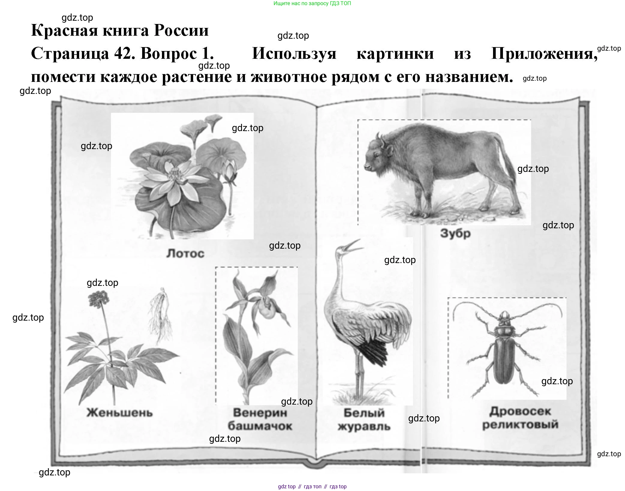 ГДЗ Окружающий мир, 1 класс рабочая тетрадь, авторы: Плешаков Андрей Анатольевич, Новицкая Марина Юрьевна, издательство Просвещение, Москва, 2023, белого цвета, Часть 2, страница 42, номер 1, Решение