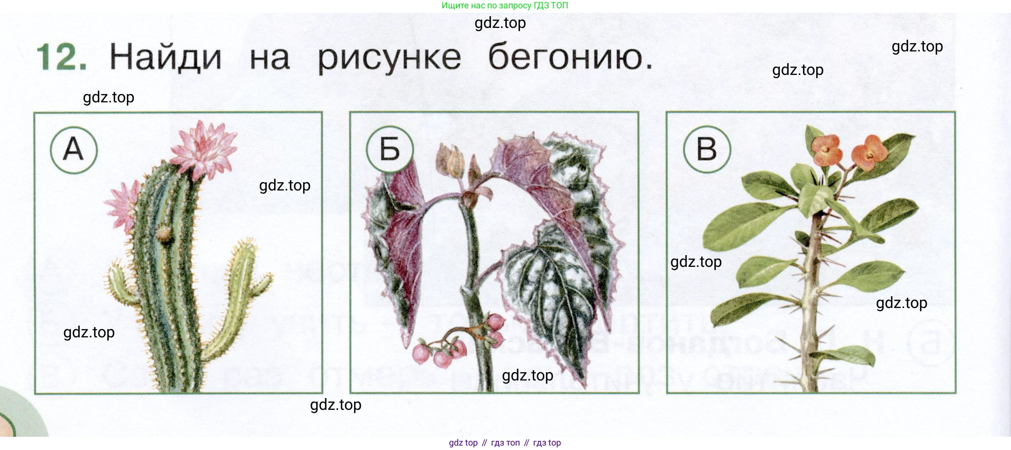 ГДЗ Окружающий мир, 1 класс Тесты, авторы: Плешаков Андрей Анатольевич, Новицкая Марина Юрьевна, Назарова З Д, издательство Просвещение, Москва, 2019, белого цвета, страница 16, номер 12, Условие