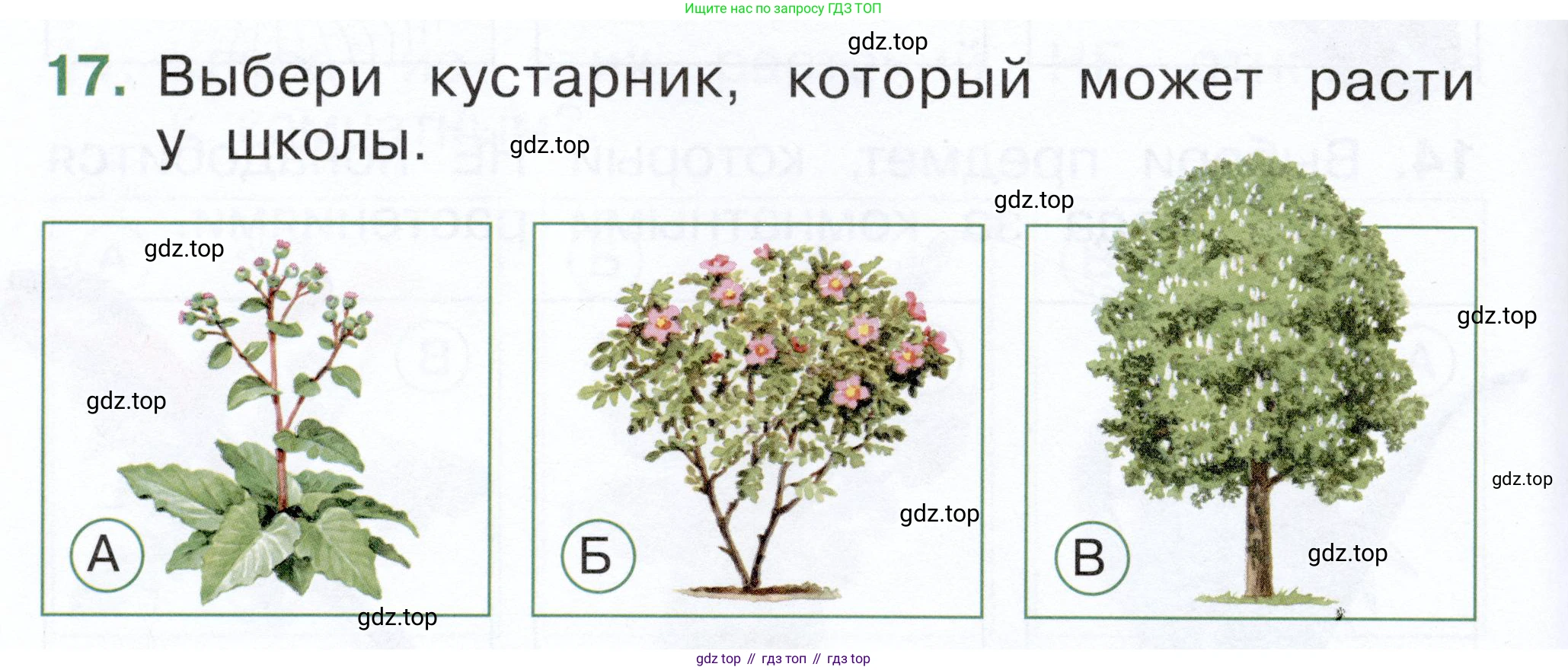 ГДЗ Окружающий мир, 1 класс Тесты, авторы: Плешаков Андрей Анатольевич, Новицкая Марина Юрьевна, Назарова З Д, издательство Просвещение, Москва, 2019, белого цвета, страница 18, номер 17, Условие