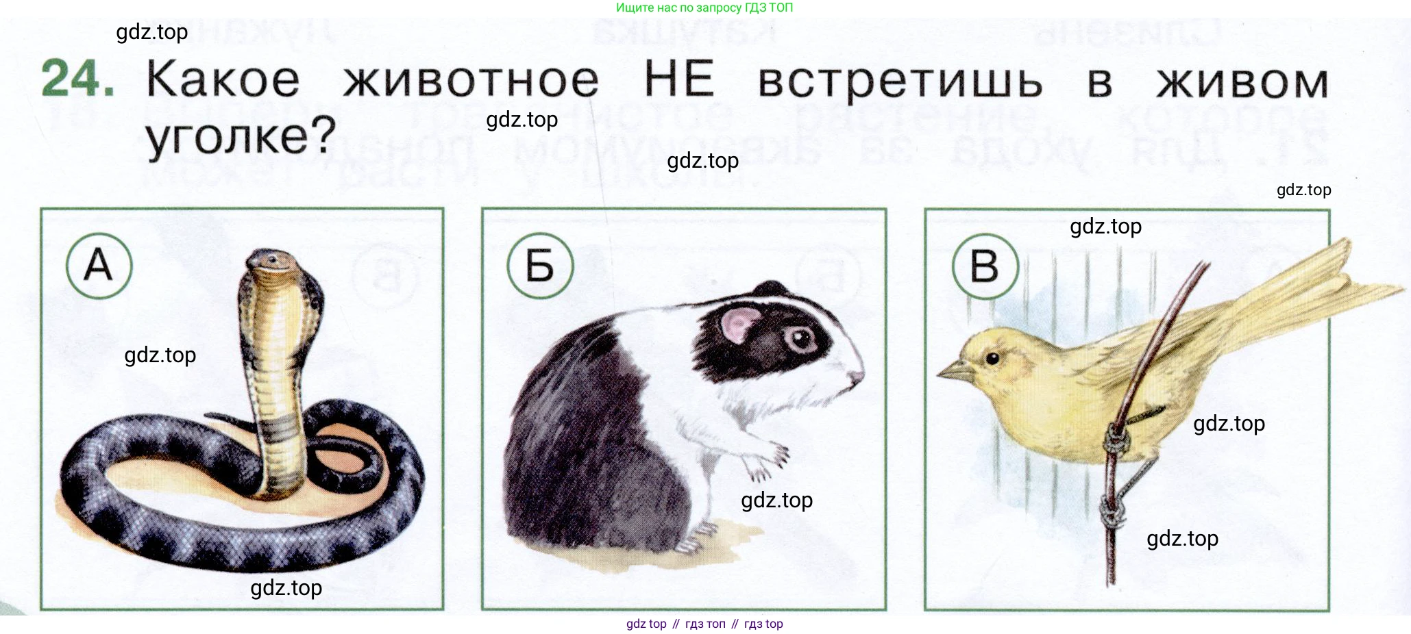 ГДЗ Окружающий мир, 1 класс Тесты, авторы: Плешаков Андрей Анатольевич, Новицкая Марина Юрьевна, Назарова З Д, издательство Просвещение, Москва, 2019, белого цвета, страница 20, номер 24, Условие