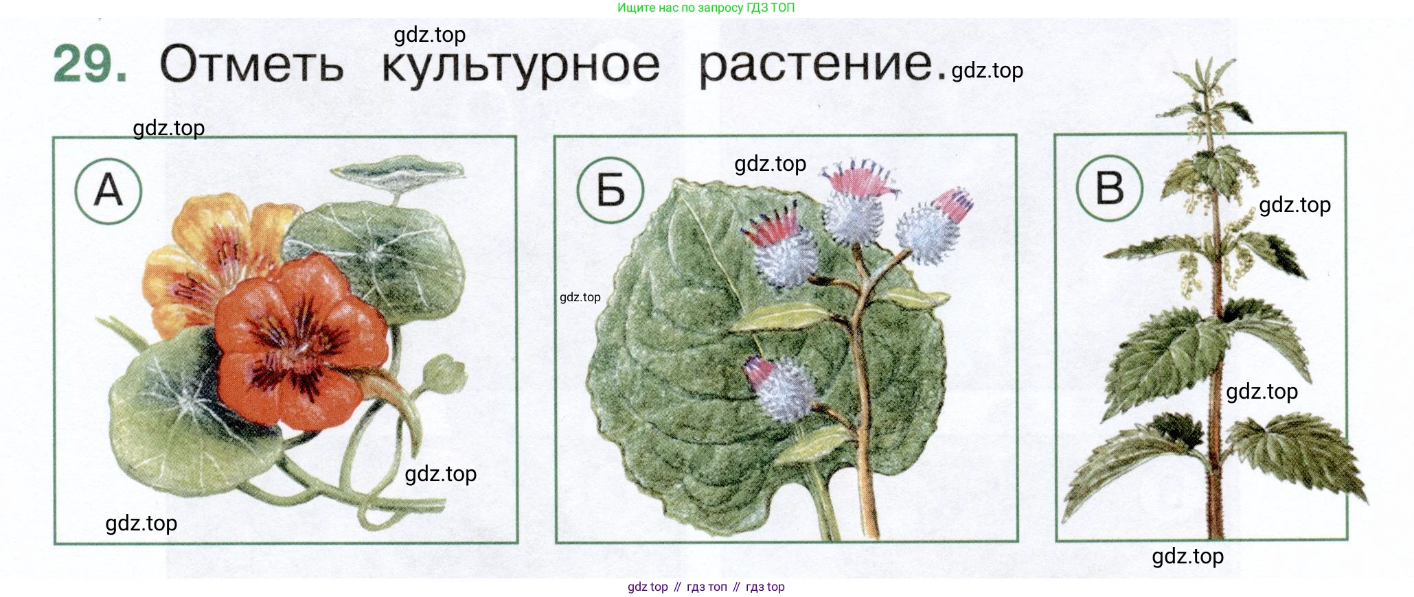 ГДЗ Окружающий мир, 1 класс Тесты, авторы: Плешаков Андрей Анатольевич, Новицкая Марина Юрьевна, Назарова З Д, издательство Просвещение, Москва, 2019, белого цвета, страница 35, номер 29, Условие