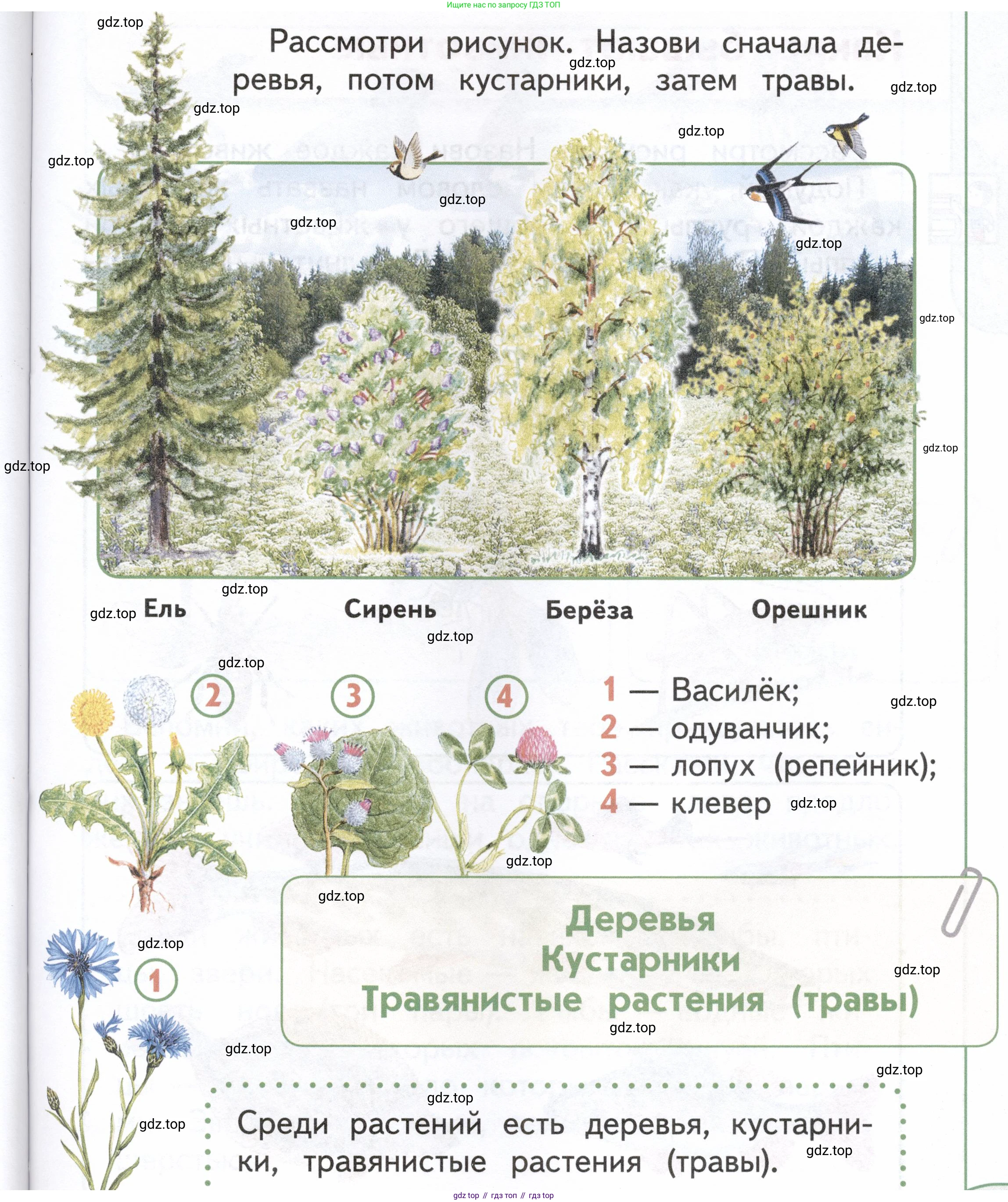 ГДЗ Окружающий мир, 1 класс Учебник, авторы: Плешаков Андрей Анатольевич, Новицкая Марина Юрьевна, издательство Просвещение, Москва, 2023, белого цвета, Часть 1, страница 43, Условие