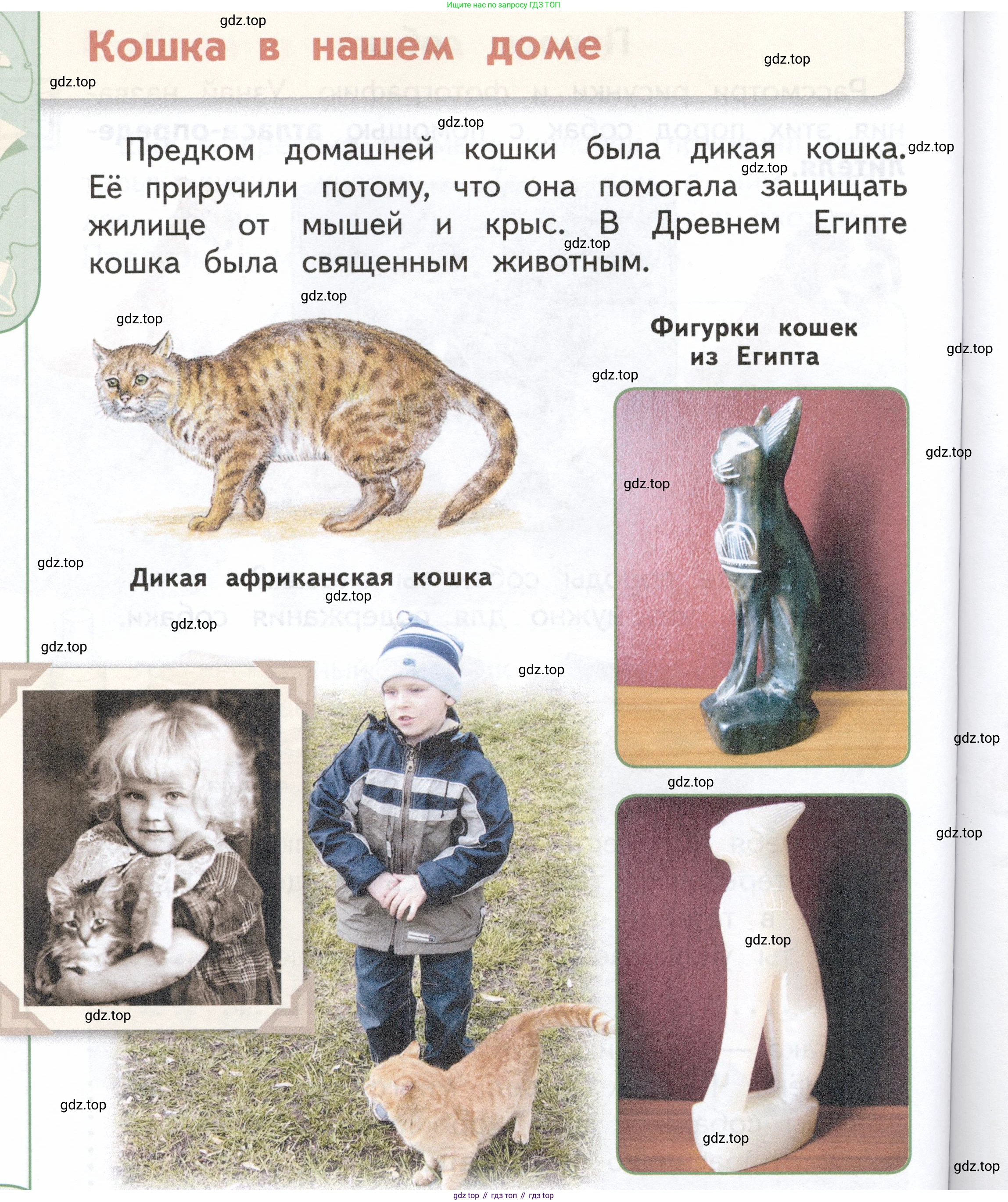 ГДЗ Окружающий мир, 1 класс Учебник, авторы: Плешаков Андрей Анатольевич, Новицкая Марина Юрьевна, издательство Просвещение, Москва, 2023, белого цвета, Часть 1, страница 78, Условие