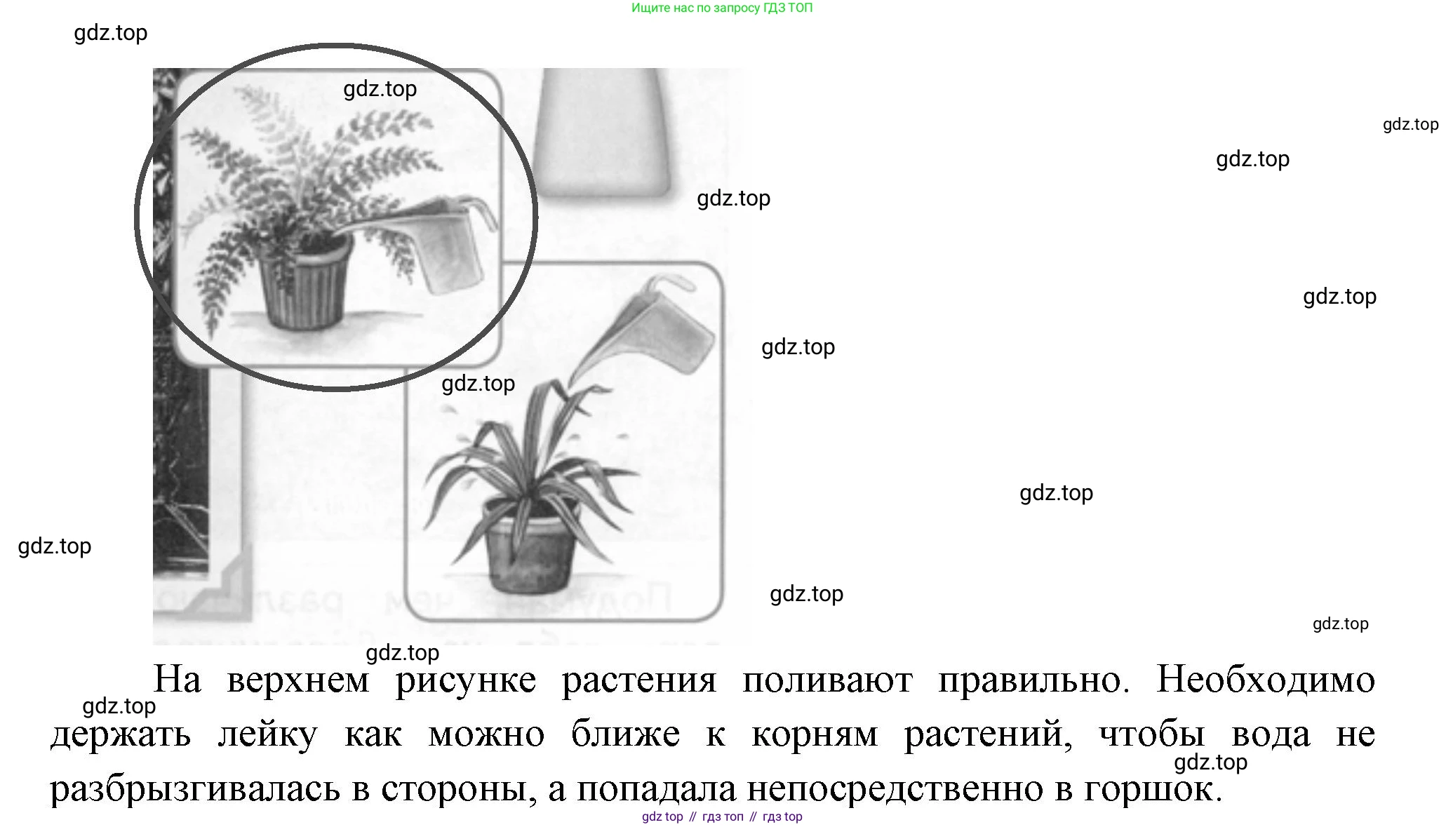 ГДЗ Окружающий мир, 1 класс Учебник, авторы: Плешаков Андрей Анатольевич, Новицкая Марина Юрьевна, издательство Просвещение, Москва, 2023, белого цвета, Часть 1, страница 41, Решение (продолжение 2)