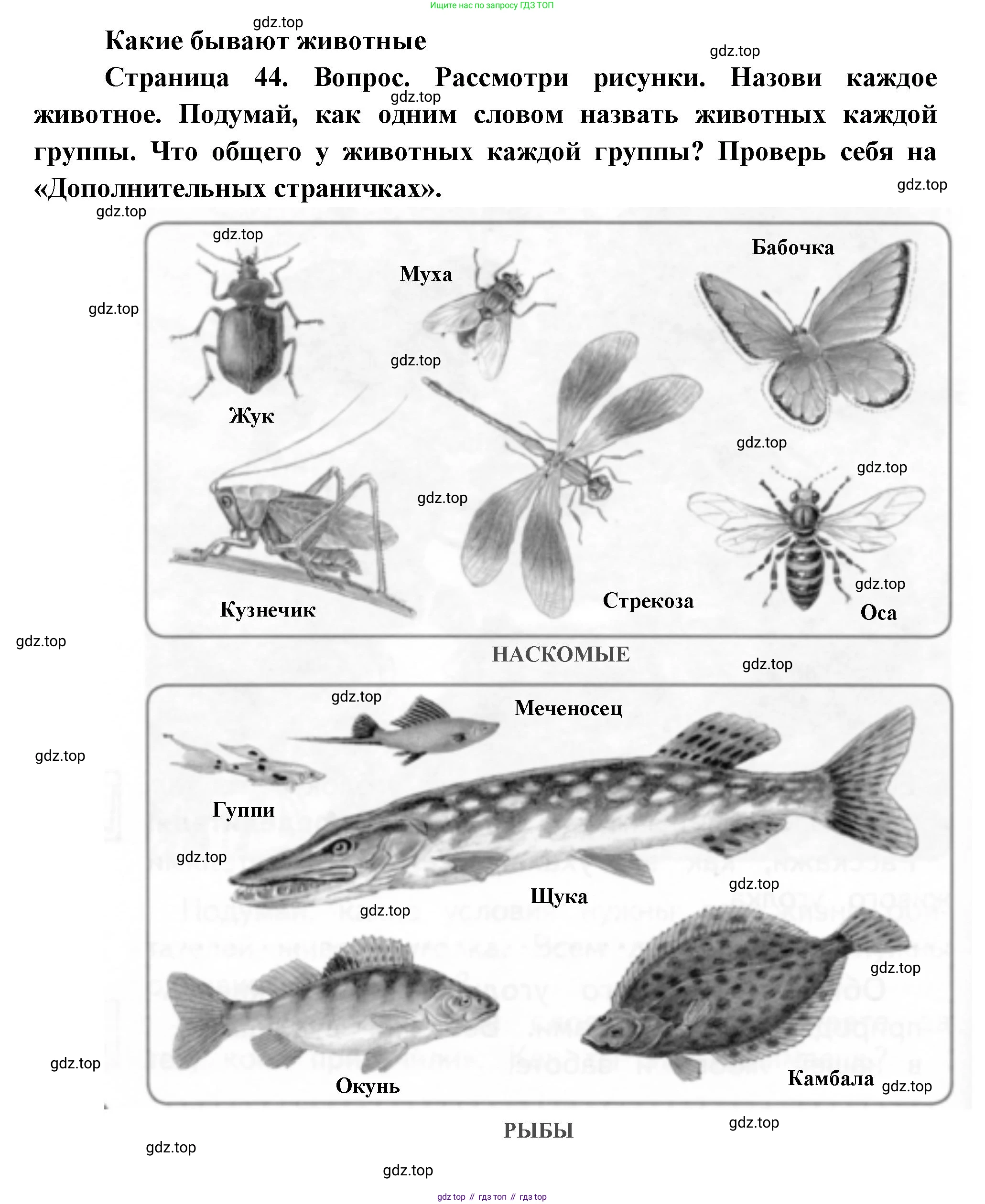 ГДЗ Окружающий мир, 1 класс Учебник, авторы: Плешаков Андрей Анатольевич, Новицкая Марина Юрьевна, издательство Просвещение, Москва, 2023, белого цвета, Часть 1, страница 44, Решение