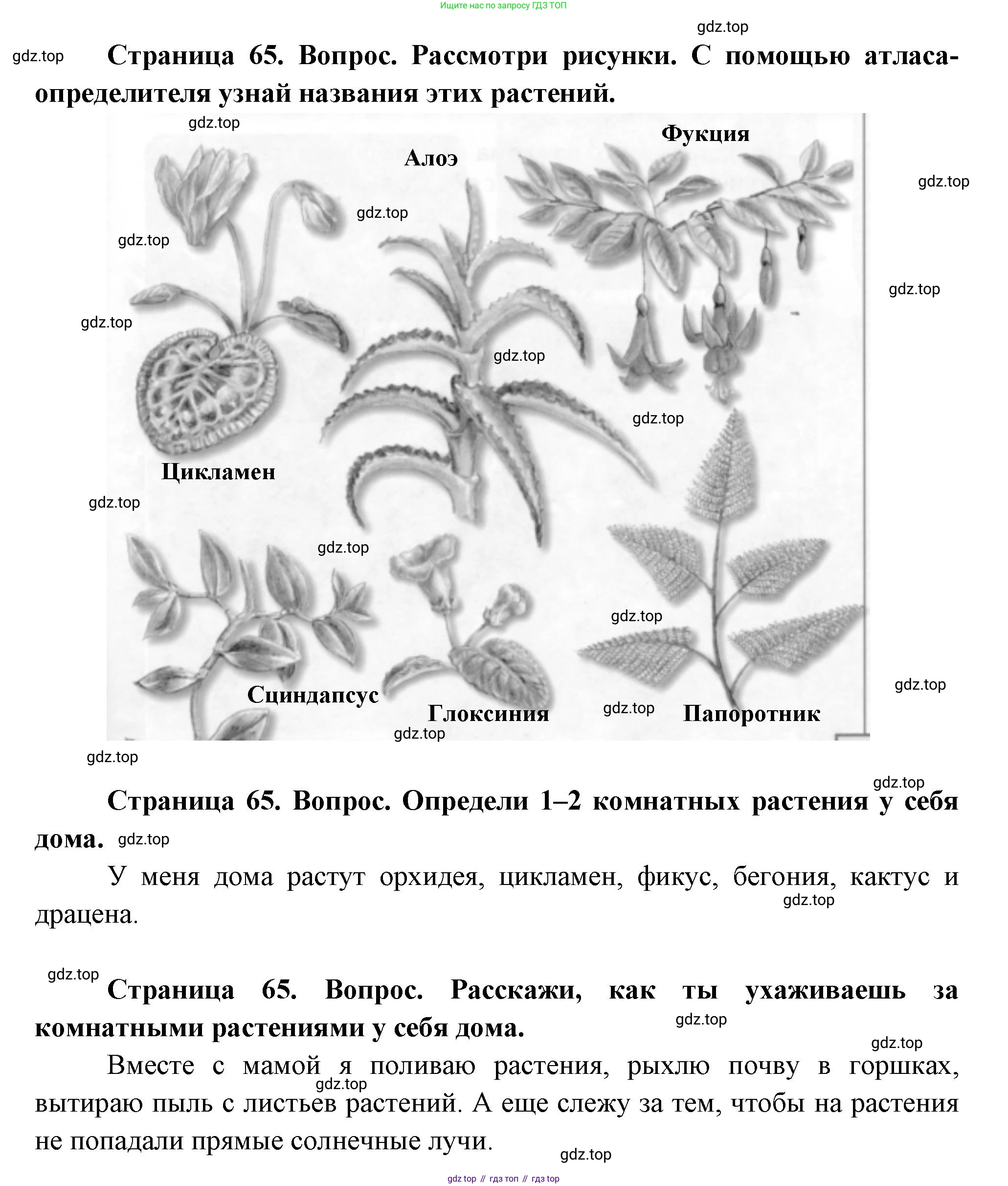 ГДЗ Окружающий мир, 1 класс Учебник, авторы: Плешаков Андрей Анатольевич, Новицкая Марина Юрьевна, издательство Просвещение, Москва, 2023, белого цвета, Часть 1, страница 65, Решение