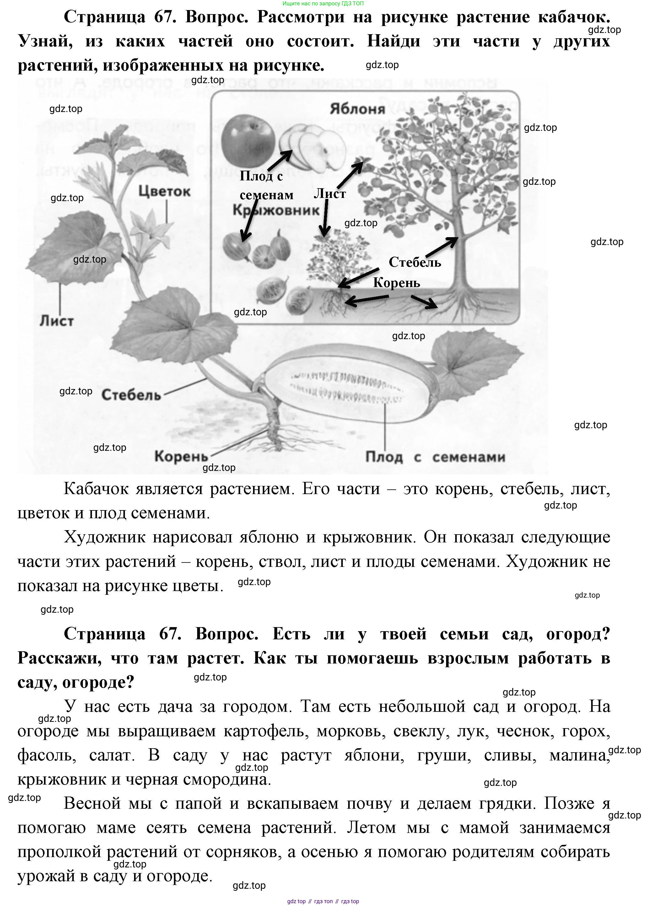 ГДЗ Окружающий мир, 1 класс Учебник, авторы: Плешаков Андрей Анатольевич, Новицкая Марина Юрьевна, издательство Просвещение, Москва, 2023, белого цвета, Часть 1, страница 67, Решение