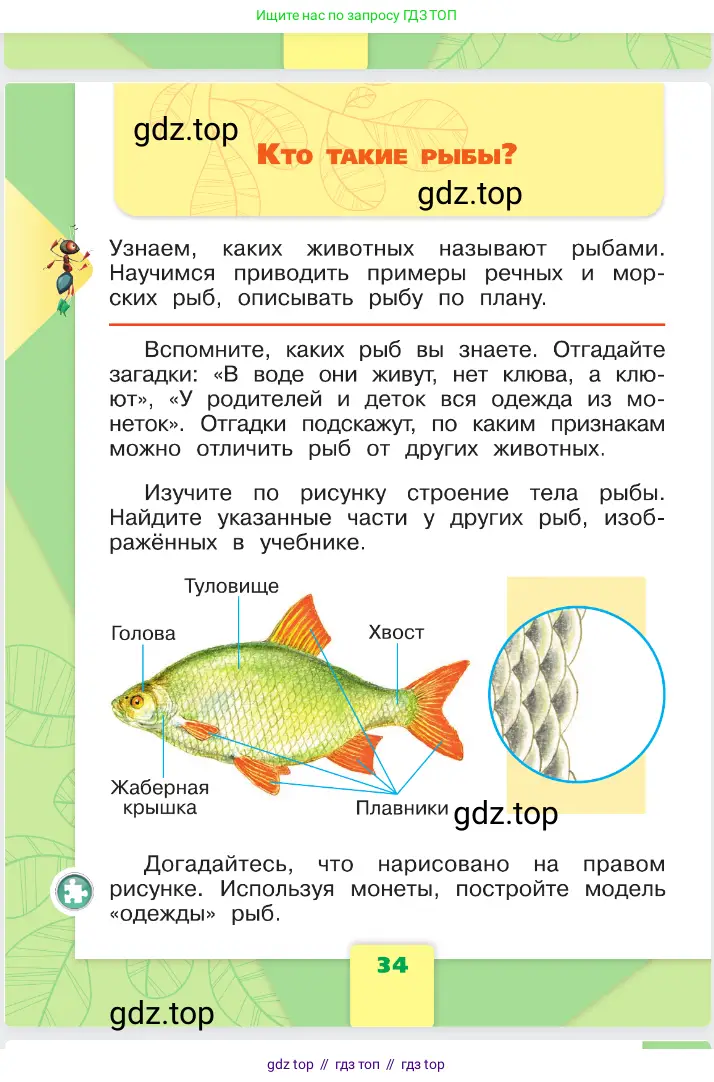 Окружающий мир, 1 класс Учебник, автор: Плешаков Андрей Анатольевич, издательство Просвещение, Москва, 2023, белого цвета, Часть 1, страница 34