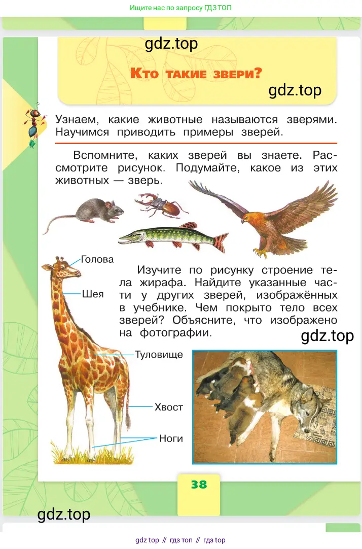 Окружающий мир, 1 класс Учебник, автор: Плешаков Андрей Анатольевич, издательство Просвещение, Москва, 2023, белого цвета, Часть 1, страница 38