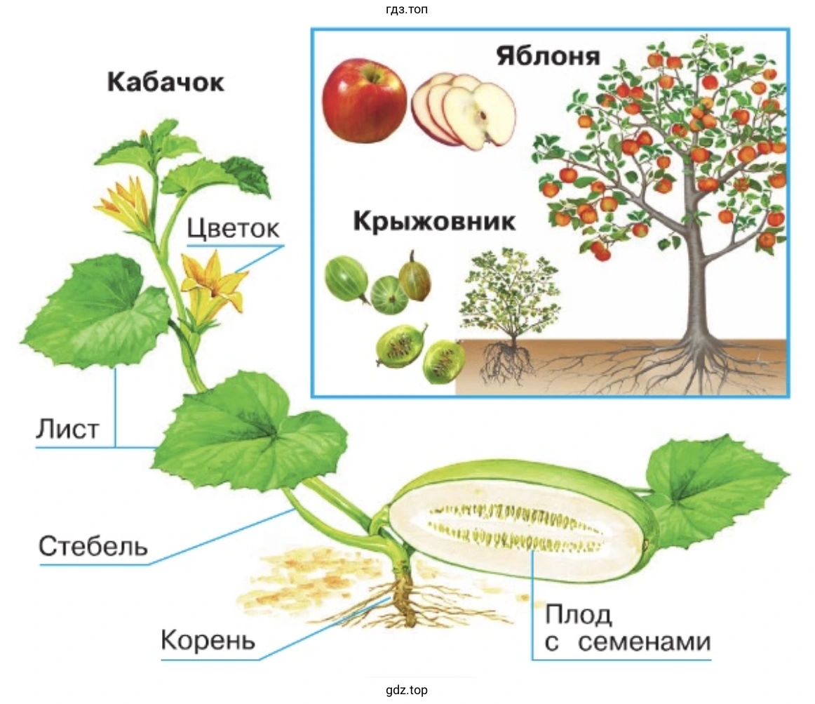 Рассмотрите выданные учителем образцы камней