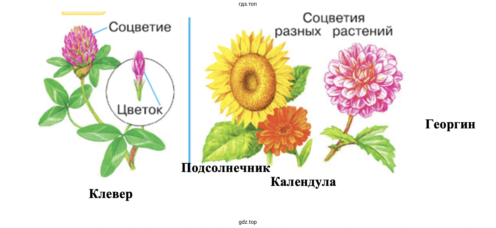 Узнайте по рисунку, у каких растений цветки собраны в соцветия