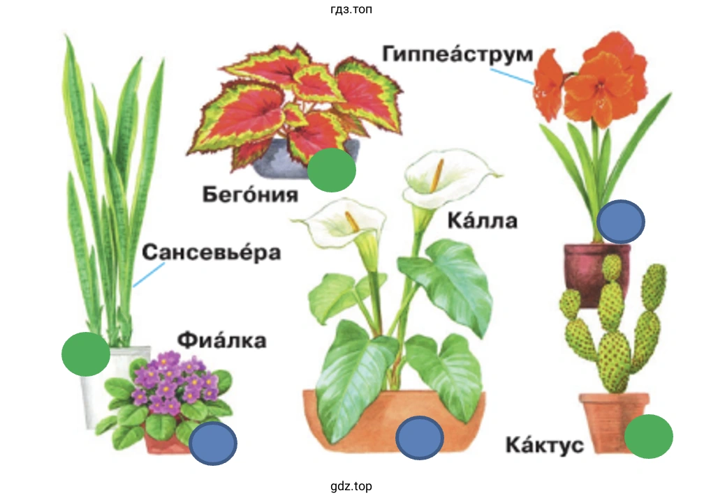 Какие из этих растений есть в вашей школе?