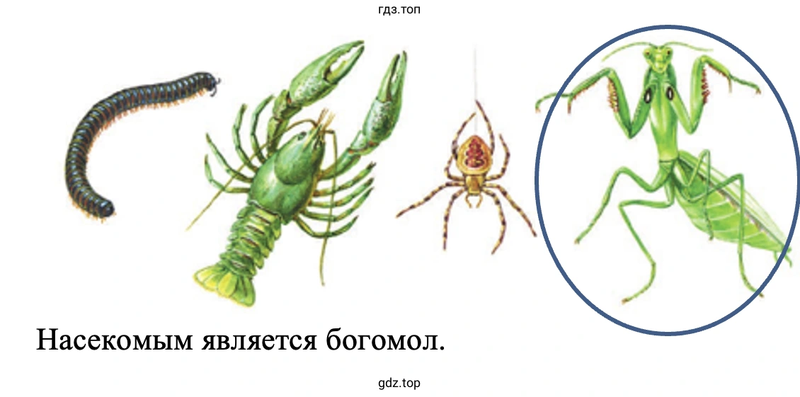 Подумайте, какое из этих животных — насекомое