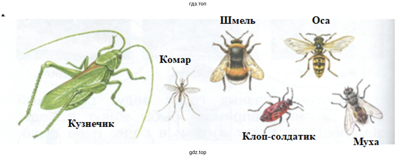 Назовите этих насекомых