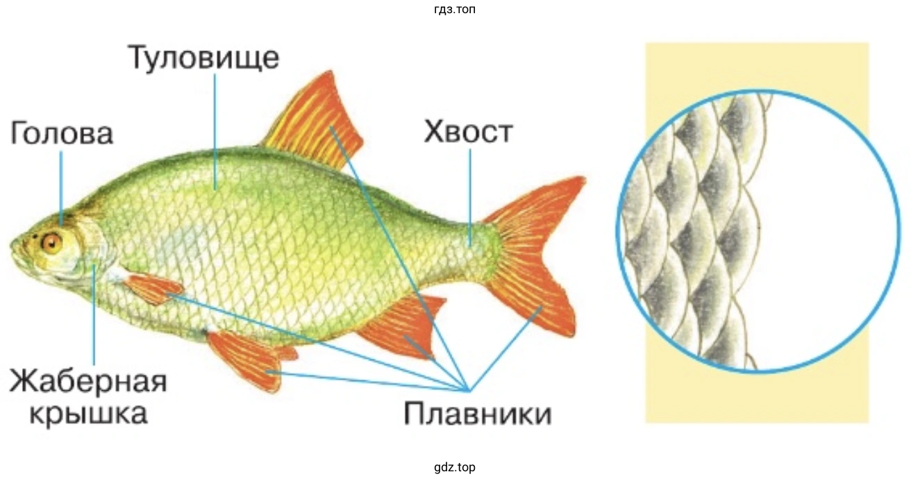 Изучите по рисунку строение тела рыбы