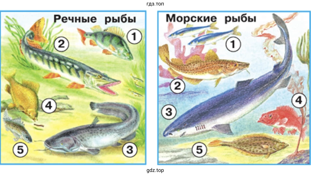 Изучите по рисунку строение тела рыбы