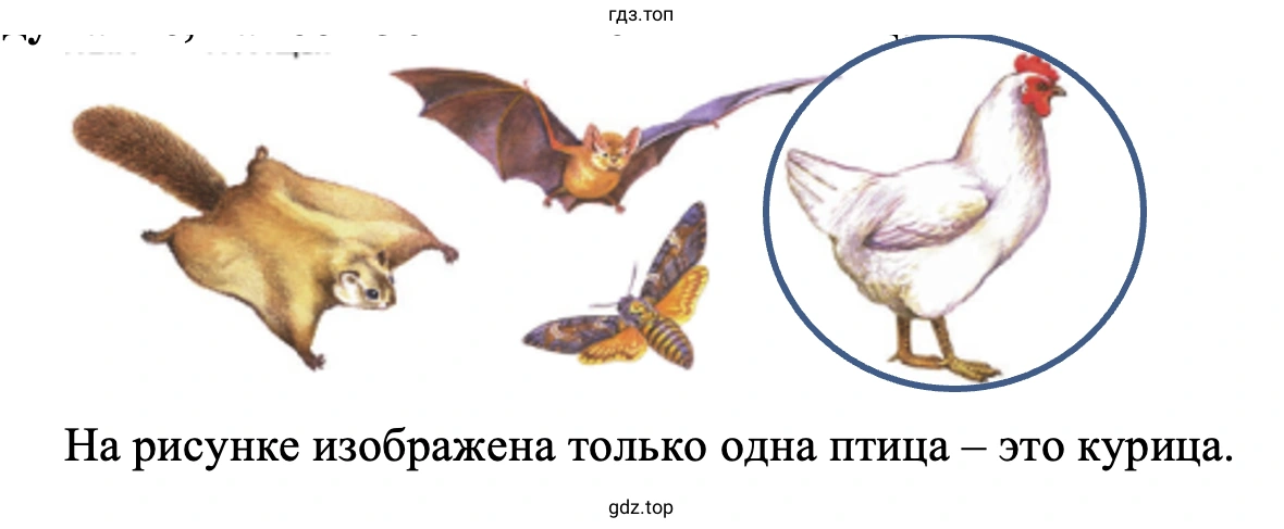 Подумайте, какое из этих животных – птица