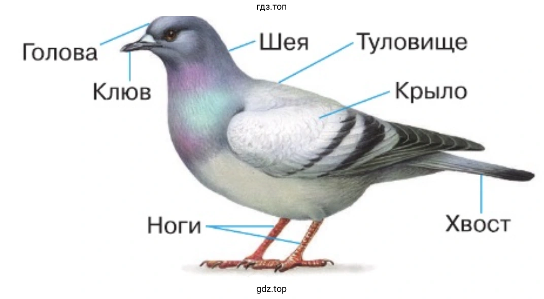 Изучите по рисунку строение тела птицы