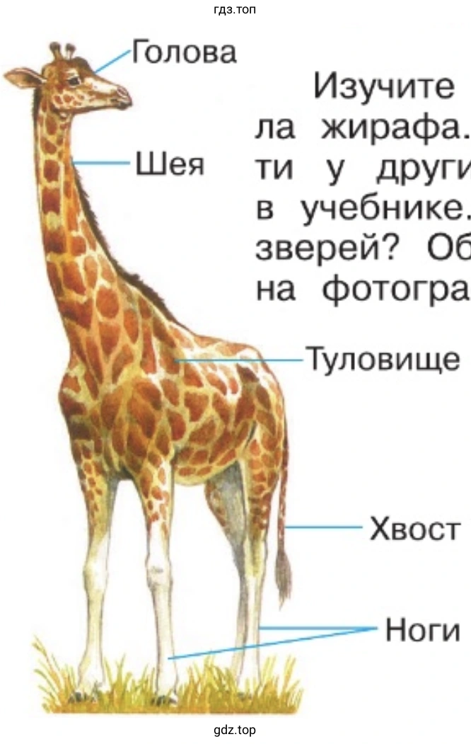 Изучите по рисунку строение тела жирафа