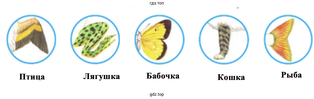 Определите, каким животным принадлежат эти части тела